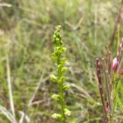 Microtis oblonga at Namadgi National Park - suppressed