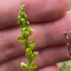 Microtis oblonga at Namadgi National Park - 1 Jan 2024