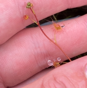 Drosera peltata at Namadgi National Park - 1 Jan 2024