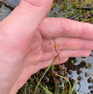 Drosera peltata at Namadgi National Park - 1 Jan 2024