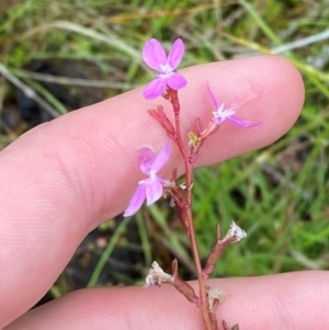 Stylidium montanum at Namadgi National Park - 1 Jan 2024 12:21 PM