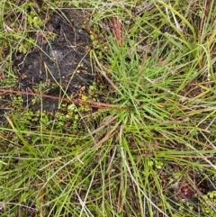 Stylidium montanum at Namadgi National Park - 1 Jan 2024