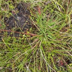 Stylidium montanum at Namadgi National Park - 1 Jan 2024 12:21 PM