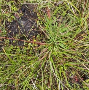 Stylidium montanum at Namadgi National Park - 1 Jan 2024 12:21 PM