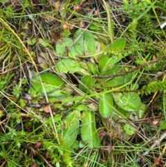 Goodenia montana (Mountain Velleia) at Namadgi National Park - 1 Jan 2024 by Tapirlord