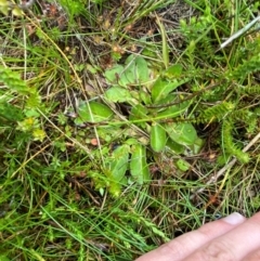 Goodenia montana at Namadgi National Park - 1 Jan 2024