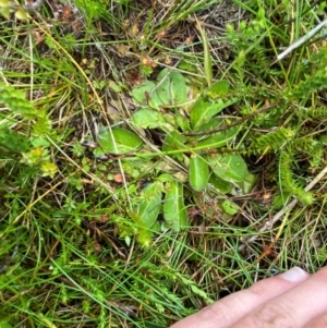 Velleia montana at Namadgi National Park - 1 Jan 2024