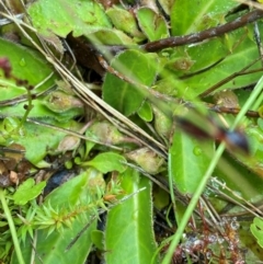 Goodenia montana at Namadgi National Park - 1 Jan 2024