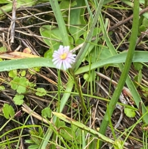 Lagenophora montana at Namadgi National Park - 1 Jan 2024 12:20 PM