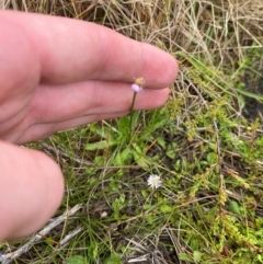 Lagenophora montana at Namadgi National Park - 1 Jan 2024