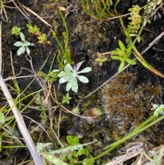 Argyrotegium mackayi (Silver Cudweed) at Namadgi National Park - 1 Jan 2024 by Tapirlord