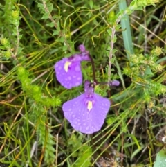 Utricularia dichotoma (Fairy Aprons, Purple Bladderwort) at Tharwa, ACT - 1 Jan 2024 by Tapirlord