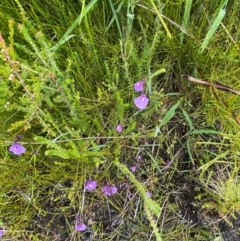 Utricularia dichotoma at Namadgi National Park - 1 Jan 2024