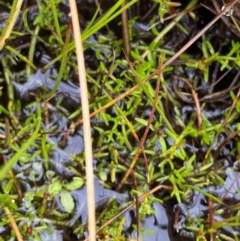 Myriophyllum lophatum (Crested Water-milfoil) at Tharwa, ACT - 1 Jan 2024 by Tapirlord