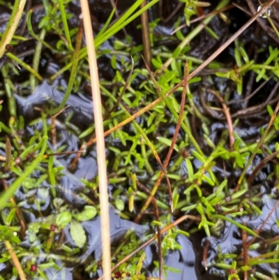 Myriophyllum lophatum (Crested Water-milfoil) at Namadgi National Park - 1 Jan 2024 by Tapirlord