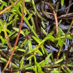 Myriophyllum lophatum at Namadgi National Park - 1 Jan 2024