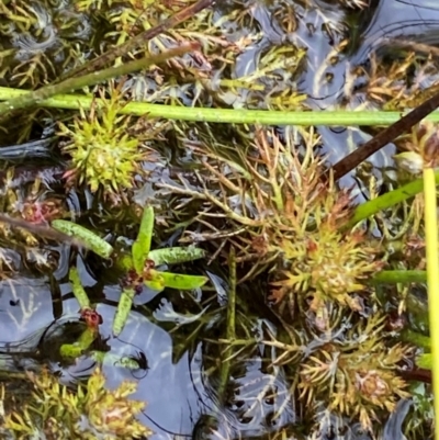 Myriophyllum alpinum (Alpine Water-milfoil) at Namadgi National Park - 1 Jan 2024 by Tapirlord