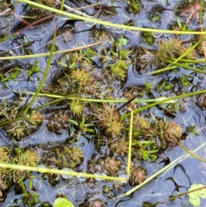 Myriophyllum alpinum at Namadgi National Park - 1 Jan 2024