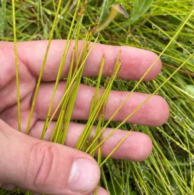 Carex rara subsp. capillacea at Tharwa, ACT - 1 Jan 2024 by Tapirlord