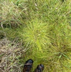 Carex capillacea at Namadgi National Park - 1 Jan 2024