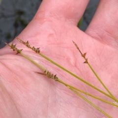 Carex rara subsp. capillacea at Namadgi National Park - 1 Jan 2024