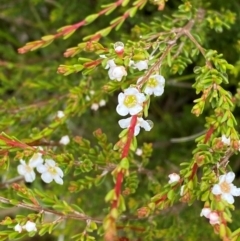 Baeckea gunniana (Alpine Baeckea) at Tennent, ACT - 1 Jan 2024 by Tapirlord