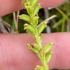 Microtis unifolia (Common Onion Orchid) at Namadgi National Park - 1 Jan 2024 by Tapirlord