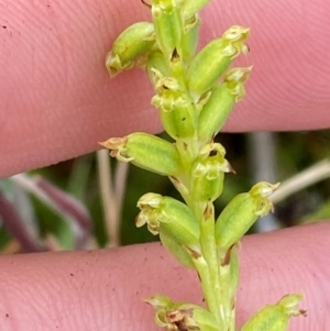 Microtis unifolia at Namadgi National Park - 1 Jan 2024