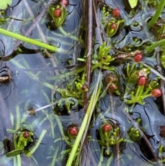 Myriophyllum lophatum (Crested Water-milfoil) at Namadgi National Park - 1 Jan 2024 by Tapirlord