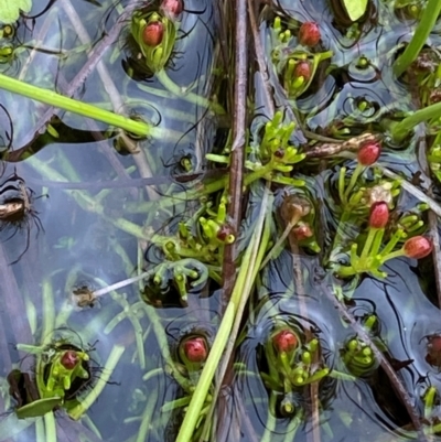 Myriophyllum lophatum (Crested Water-milfoil) at Namadgi National Park - 1 Jan 2024 by Tapirlord