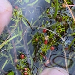 Myriophyllum lophatum at Namadgi National Park - 1 Jan 2024