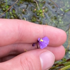 Utricularia dichotoma (Fairy Aprons, Purple Bladderwort) at Tennent, ACT - 1 Jan 2024 by Tapirlord