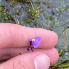 Utricularia dichotoma at Namadgi National Park - 1 Jan 2024