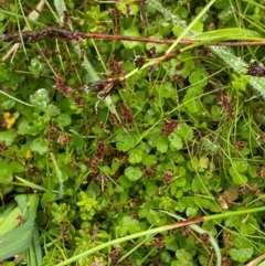 Gonocarpus micranthus subsp. micranthus (Creeping Raspwort) at Namadgi National Park - 1 Jan 2024 by Tapirlord