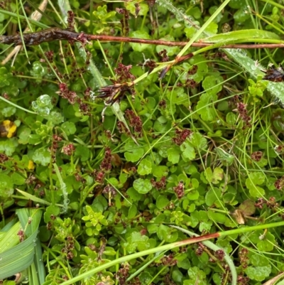 Gonocarpus micranthus subsp. micranthus (Creeping Raspwort) at Namadgi National Park - 1 Jan 2024 by Tapirlord