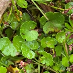 Hydrocotyle algida (Mountain Pennywort) at Tennent, ACT - 1 Jan 2024 by Tapirlord