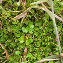 Hydrocotyle algida at Namadgi National Park - 1 Jan 2024