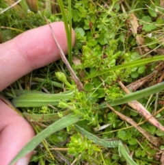 Asperula gunnii at Namadgi National Park - 1 Jan 2024 11:57 AM