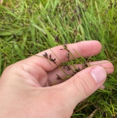 Schoenus apogon (Common Bog Sedge) at Tennent, ACT - 1 Jan 2024 by Tapirlord