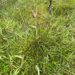 Schoenus apogon at Namadgi National Park - 1 Jan 2024