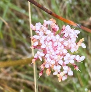 Trachymene humilis subsp. humilis at Namadgi National Park - 1 Jan 2024