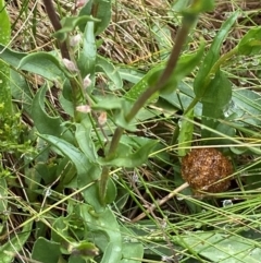 Craspedia crocata at Namadgi National Park - 1 Jan 2024