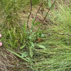 Craspedia crocata at Namadgi National Park - 1 Jan 2024