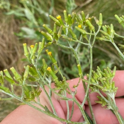 Senecio gunnii (Mountains Fireweed) at Tennent, ACT - 1 Jan 2024 by Tapirlord