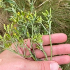 Senecio gunnii at Namadgi National Park - 1 Jan 2024