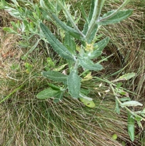 Senecio gunnii at Namadgi National Park - 1 Jan 2024