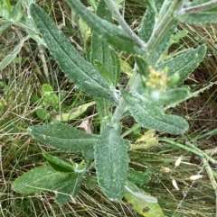 Senecio gunnii at Namadgi National Park - 1 Jan 2024