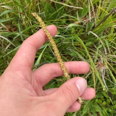 Plantago antarctica (Mountain Plantain) at Tennent, ACT - 1 Jan 2024 by Tapirlord