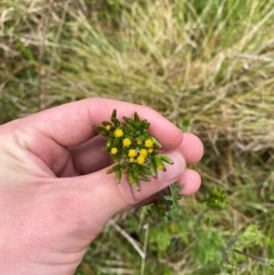 Senecio distalilobatus at Namadgi National Park - 1 Jan 2024 11:46 AM