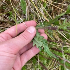 Senecio distalilobatus at Namadgi National Park - 1 Jan 2024